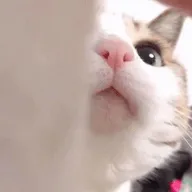 Dexѿǹ(׿ѿǹ)v7.2.0 ٷ