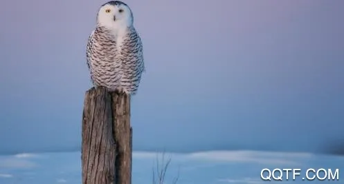 ���б�ֽ2025���°汾