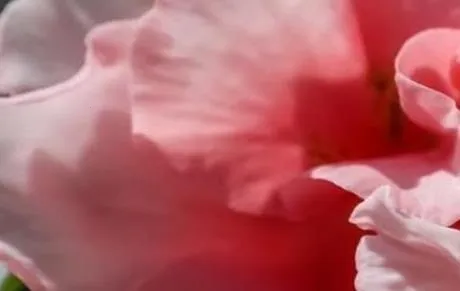 有声壁纸2025官方最新版本 有声壁纸2025官方最新版本