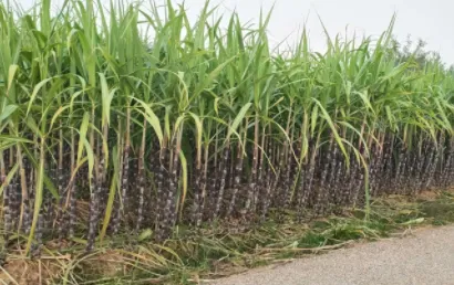 ����ũ��