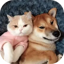 �ȳ跭����2026�ٷ����°汾v1.1 ��Ѱ�