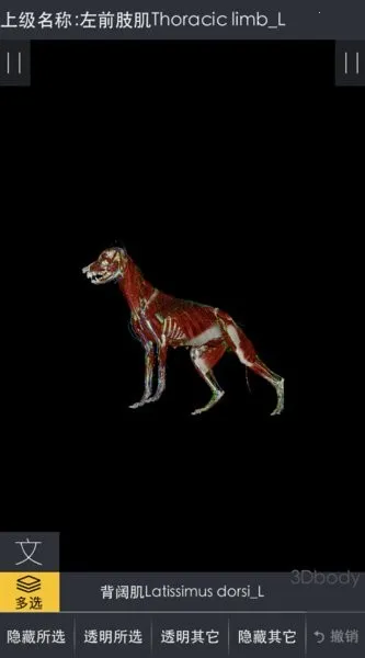 3dbody�������İ�